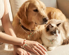 Woman's wrist wearing Pearl & Bloom bracelet
with Shiba Inu or cat wearing matching crystal collar,
human and pet matching grace crystal set lifestyle photography
